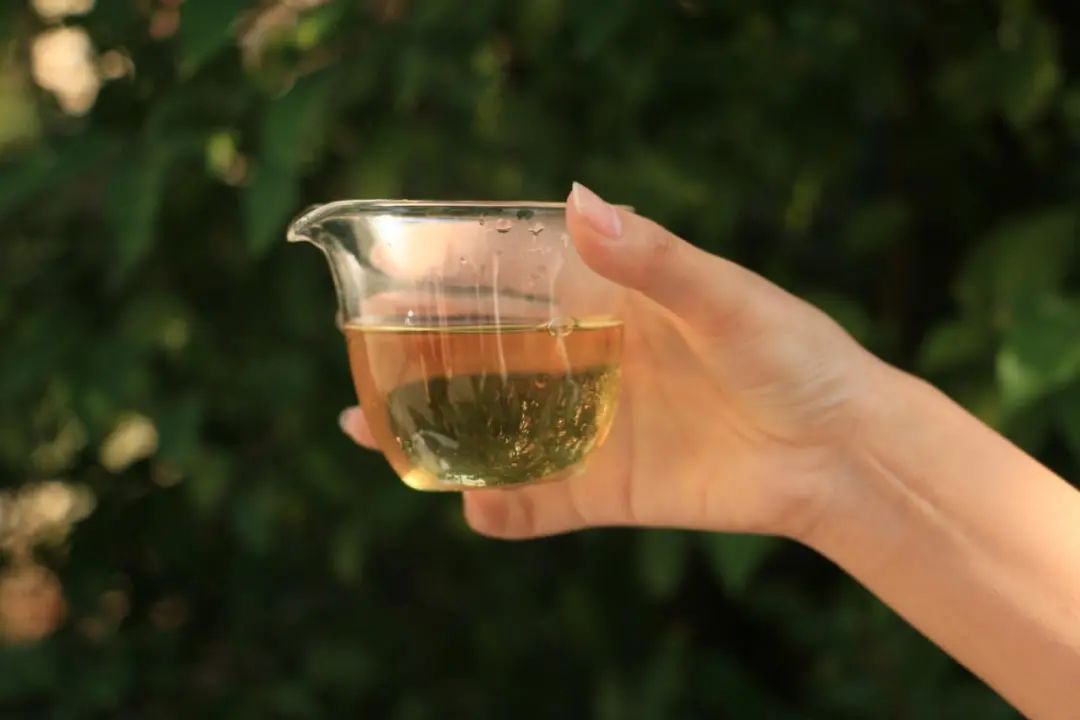 茶葉過了保質期還能喝嗎？六大茶類的保質期各是多久？
