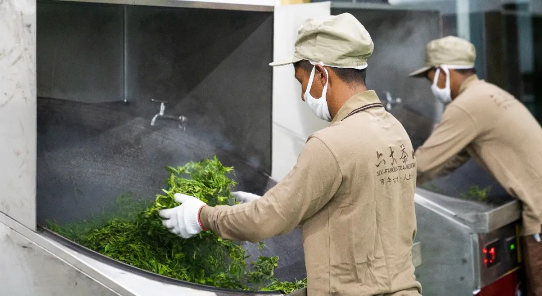 贺开古茶园春茶开采,隔着屏幕都能闻到茶香