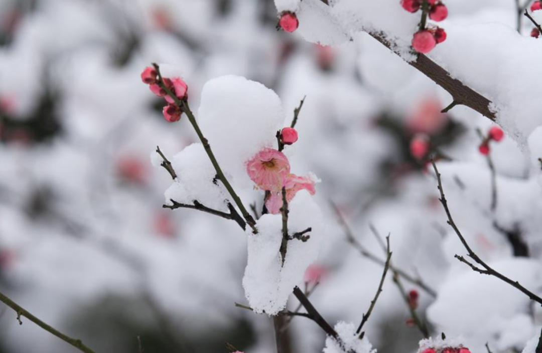 ​梅花香自苦寒来，十首观梅的诗词，一起欣赏美丽的梅花吧-第20张图片-非凡网