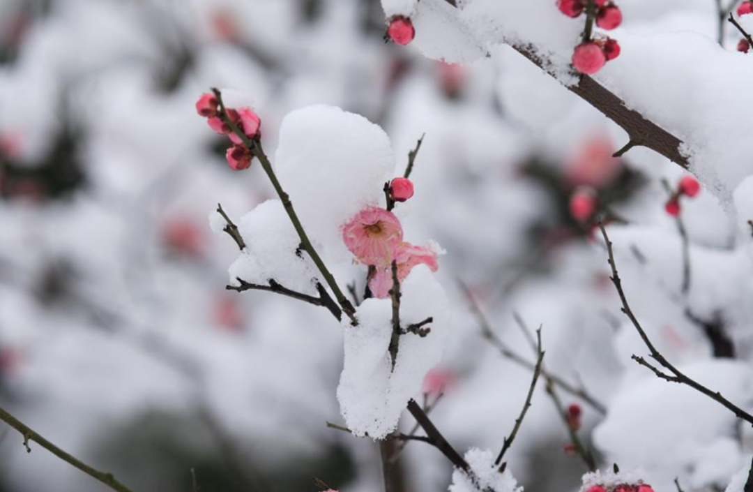 ​梅花香自苦寒来，十首观梅的诗词，一起欣赏美丽的梅花吧-第20张图片-诗句网