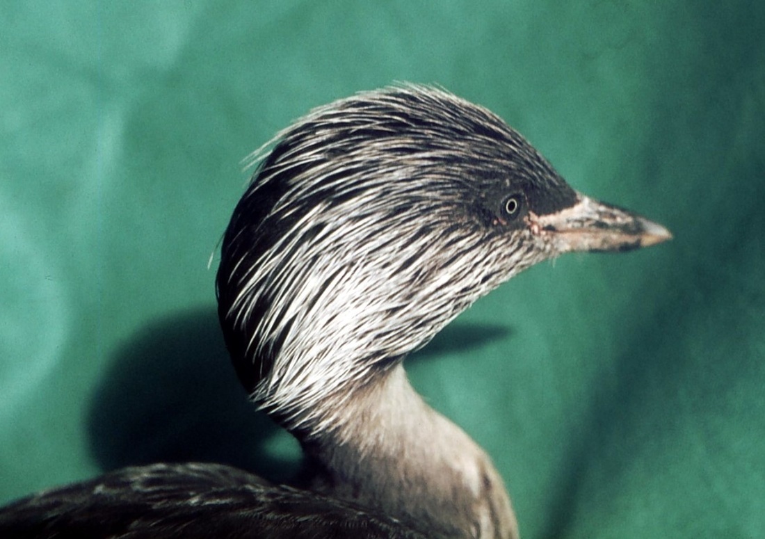 灰頭䴙䴘發如雪，繁華如三千東流水