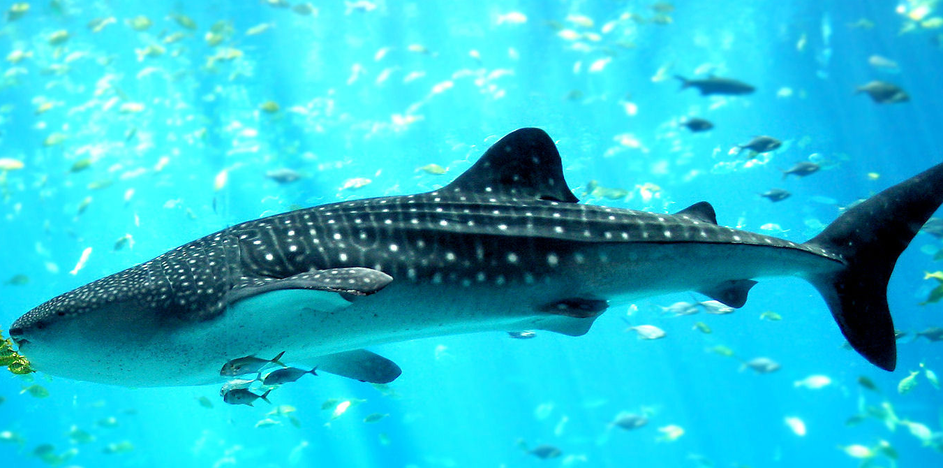 一条鲸鲨现身新西兰,体长超10米,是迄今为止最大的鱼类 - 文章 - 今日