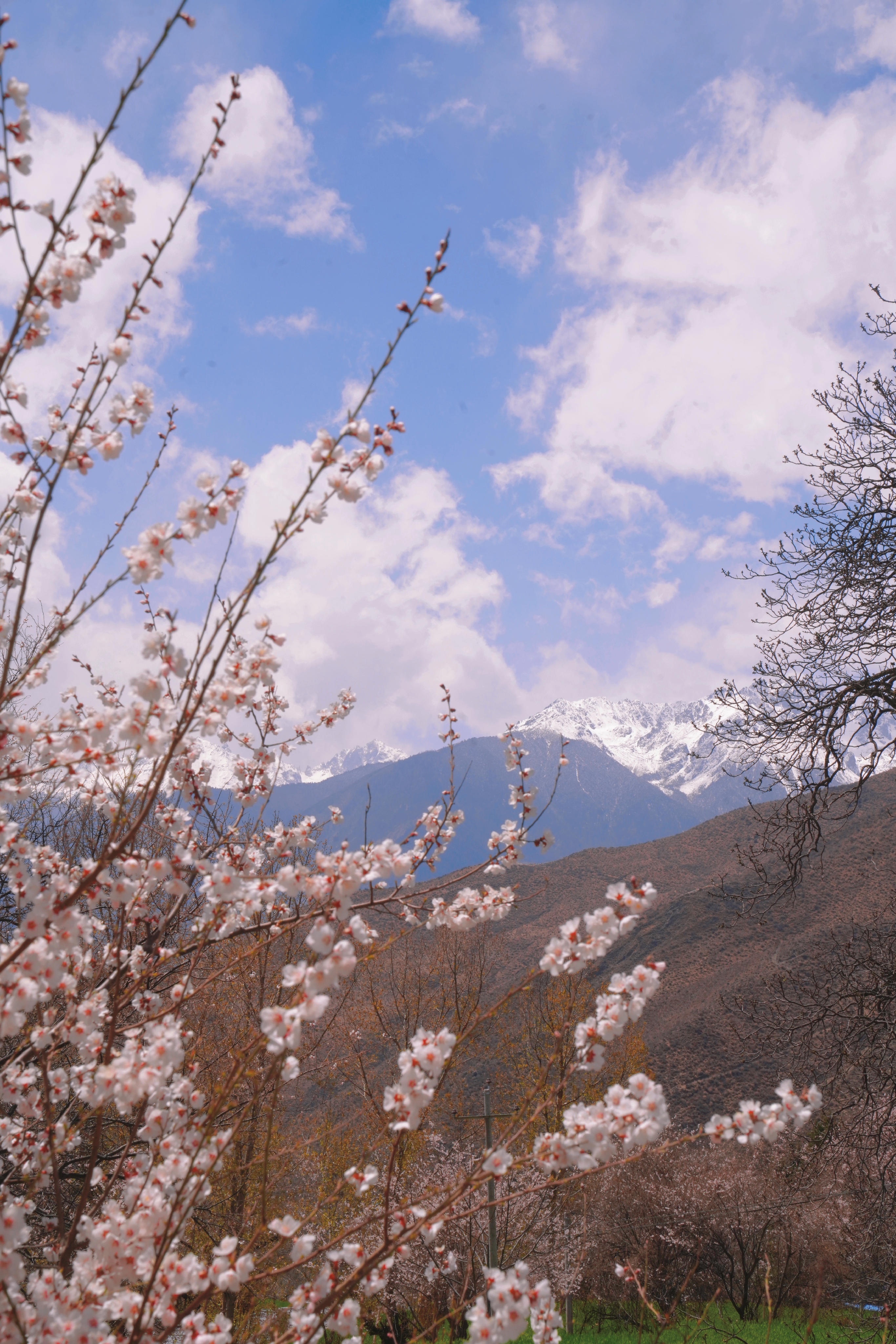 第四届觉龙桃花节开幕，芒康县政府邀你来网红地打卡