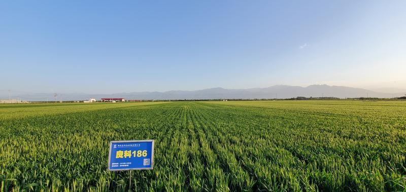 中國銀行陜西省分行在楊凌發(fā)放陜西省首筆種業(yè)信用貸款