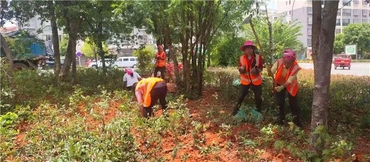 南华县住建局开展县城绿化补植补种持续提升城市颜值