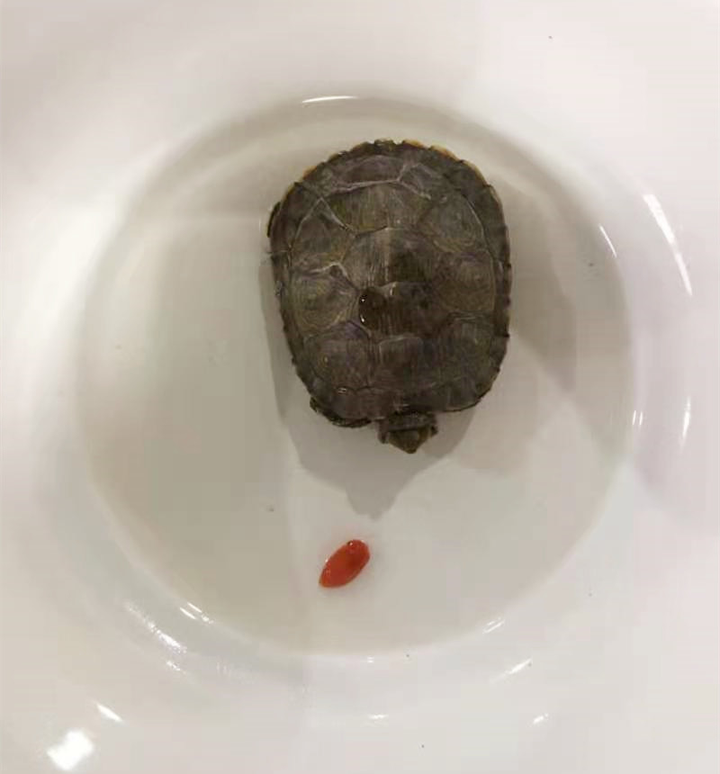 搞笑图片：九位练体操的女生，集体出来秀一下图片