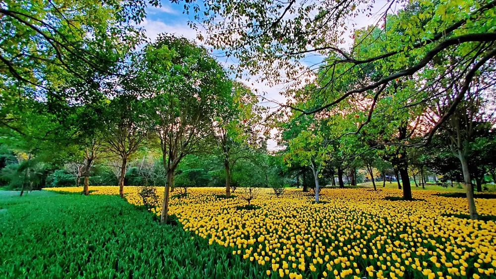 “第二届金秋郁金香花园节——骑士文化生活”来了