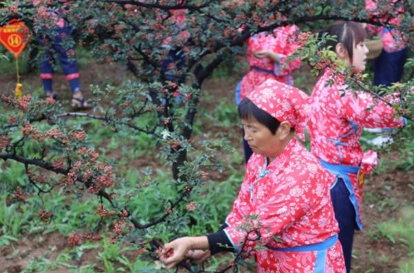 渑池县第三届花椒采摘节开幕 县委书记现场“直播带货”