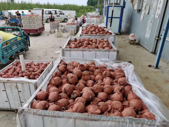 河南省方城县：种梨成“博士”订单“卖技术”