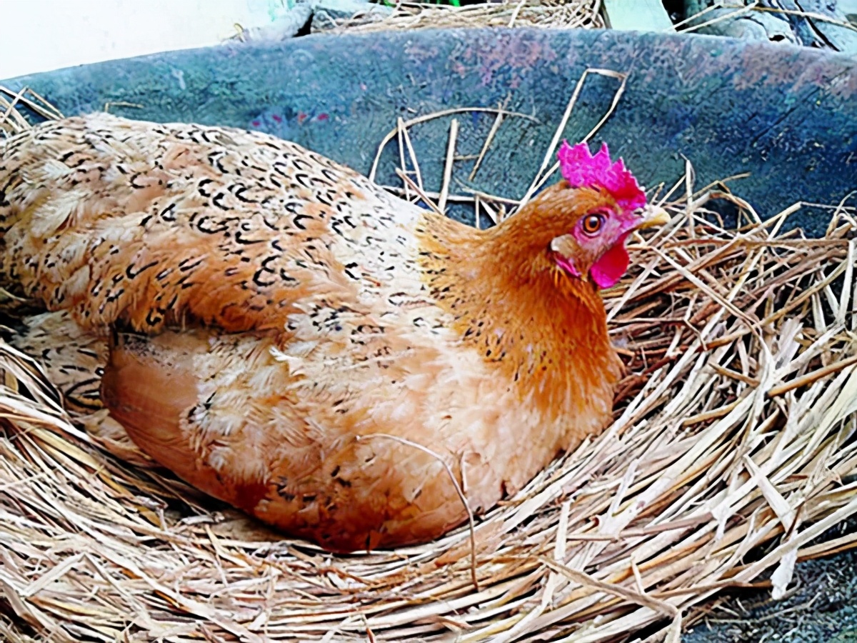 雙黃蛋可以孵出小雞嗎？如果能，是1隻還是2隻呢？