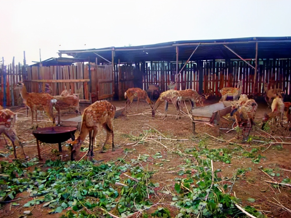 河北旅游：两登京东乐亭月坨岛（图）
