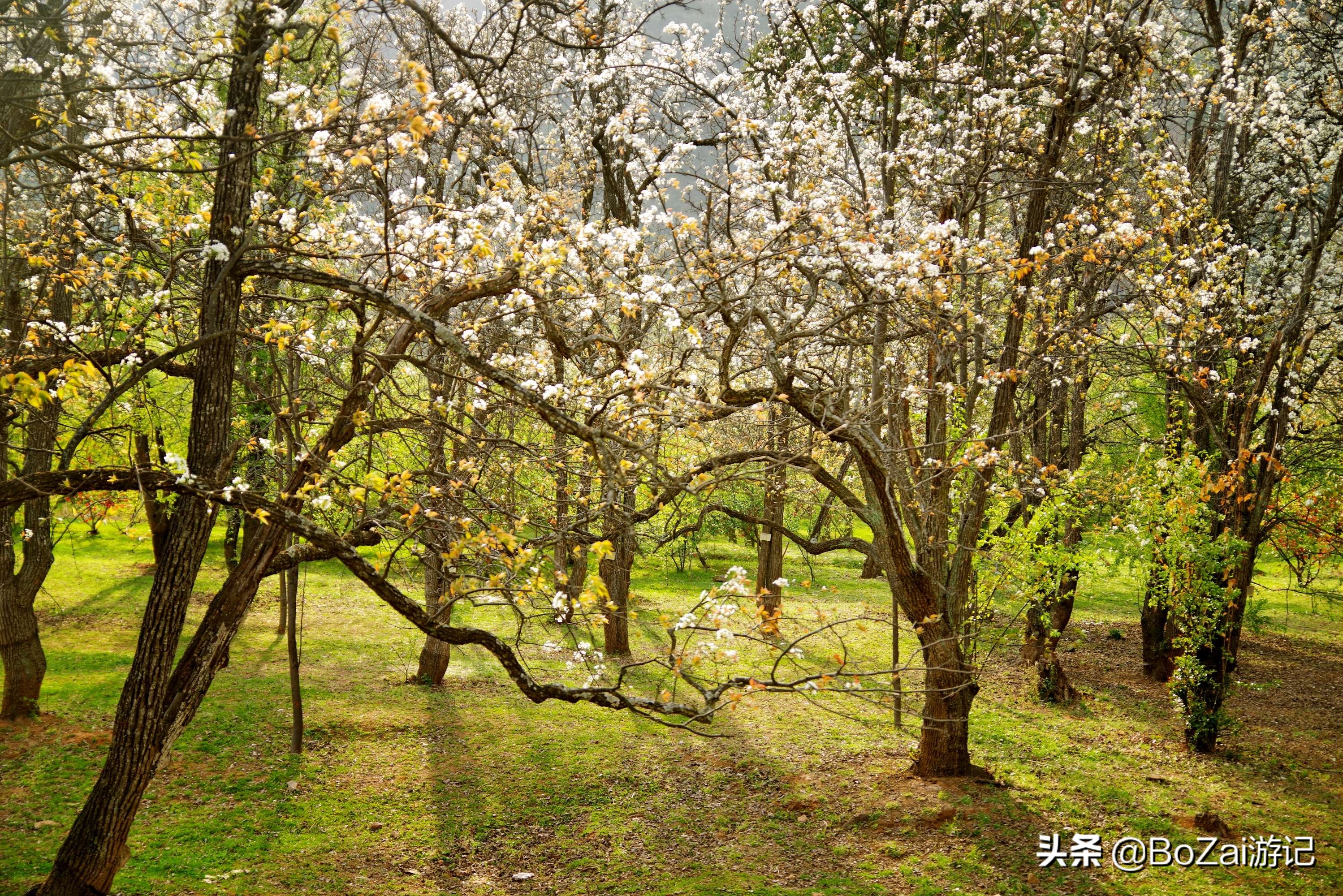 到云南大理周边旅游必去的11大景点，你去过几个？最爱哪个景点？