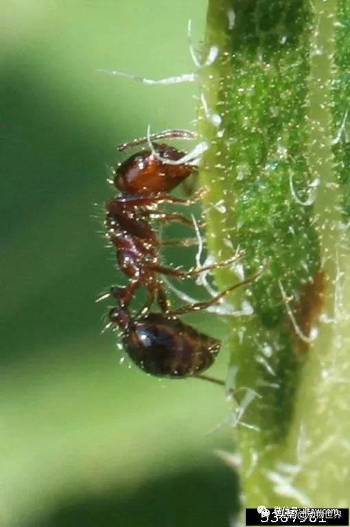 “無敵的”入侵紅火蟻