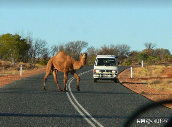 “谢大脚”车祸去世，车连撞两头骆驼，开车时遇到动物如何应对？