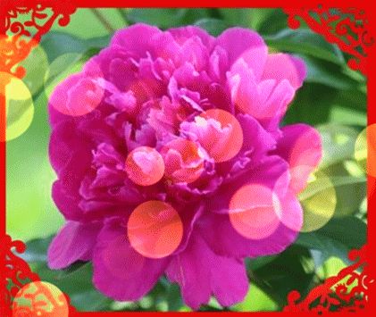 十一|今天正月十一一心一意的祝福 送给群里每一位朋友打开看看吧