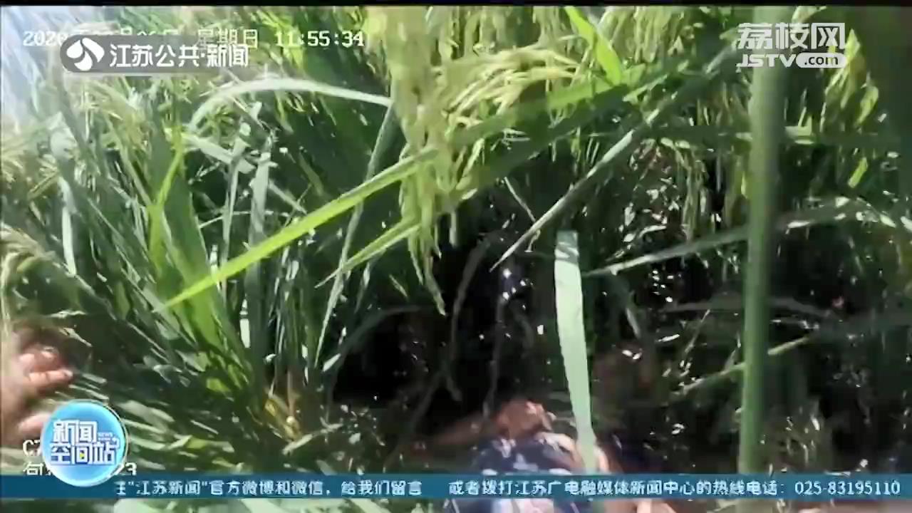 村民报警称稻田发现&ldquo;女尸&rdquo;？民警赶到现场结果虚惊一场