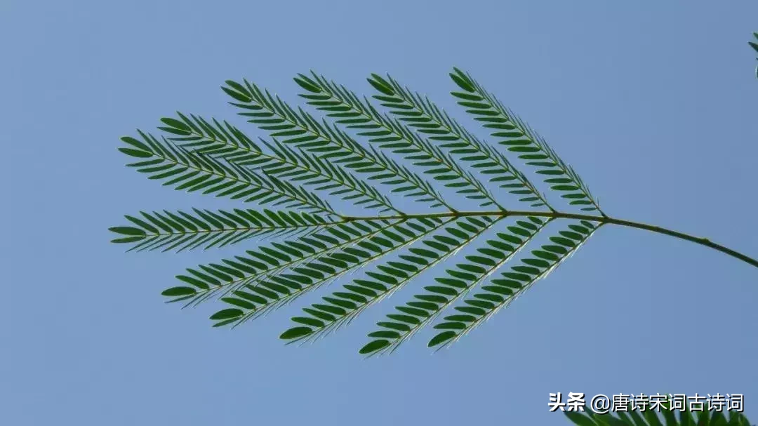 无比深情的十首爱情诗,每每读来都被其中凝含的深情所感动-第10张图片-非凡网 无比深情的十首爱情诗,每每读来都被其中凝含的深情所感动-第10张图片-非凡网