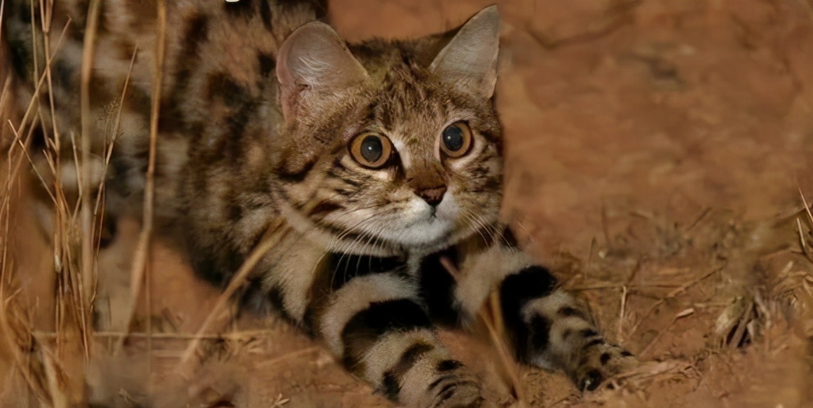 非洲最小的貓堪稱動物殺手，狩獵效率高達60%，血統成難言之隱