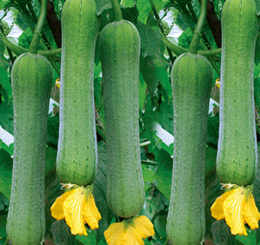 邻居家年年种植这种肉香瓜，一亩卖一万五，你也可以