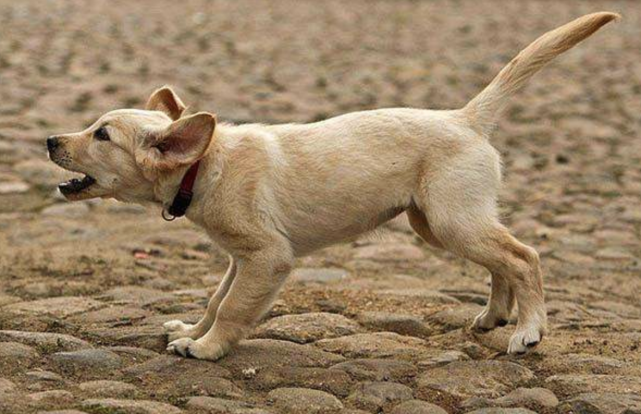 人看不到的东西，狗为何能看到？科学家给出了