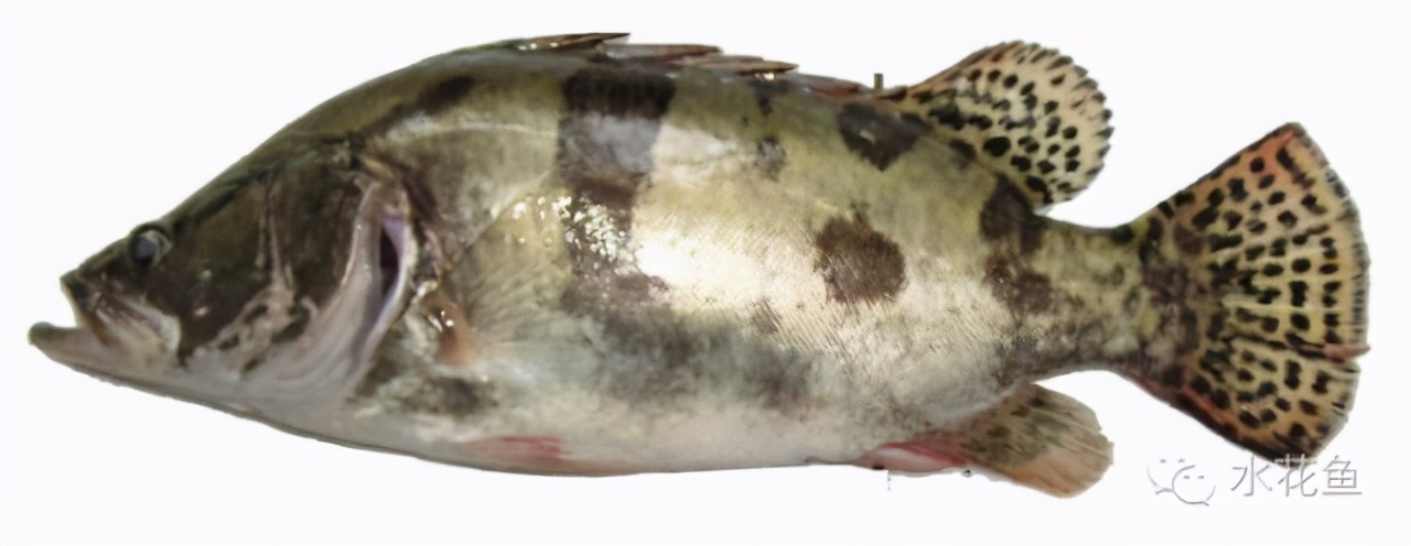 食肉性鱼类的套养与异议吃掉野鱼吃掉杂鱼吃掉病鱼吃掉死鱼吃掉不要的