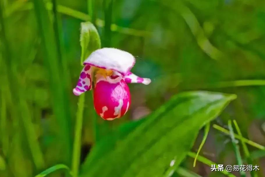 國家 級瀕危植物 北京3種野生杓蘭之一紫點杓蘭的辨識和鑑賞 易花得木 Mdeditor 國家 級瀕危植物 北京3種野生杓蘭之一紫點杓蘭的辨識和鑑賞 易花得木 Mdeditor