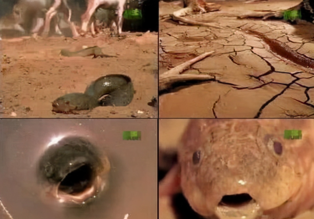 地球上的“奇怪”動物，它們有的不需要陽光，有的需要“夏眠”