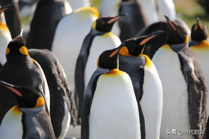 Go to work in antarctic: Of penguin, whale and expeditionary team member daily