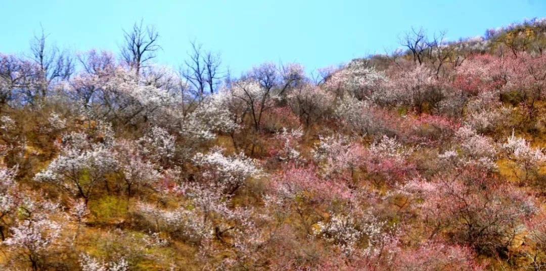 春游踏青 | 青创会组织首次户外烧烤，赏漫山桃花