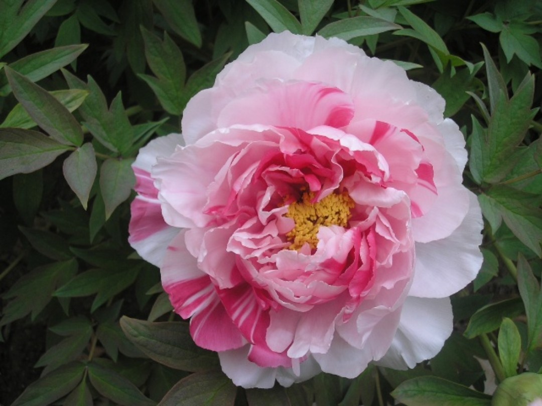 落尽残红始吐芳,佳名唤作百花王,雍容华贵的牡丹欣赏