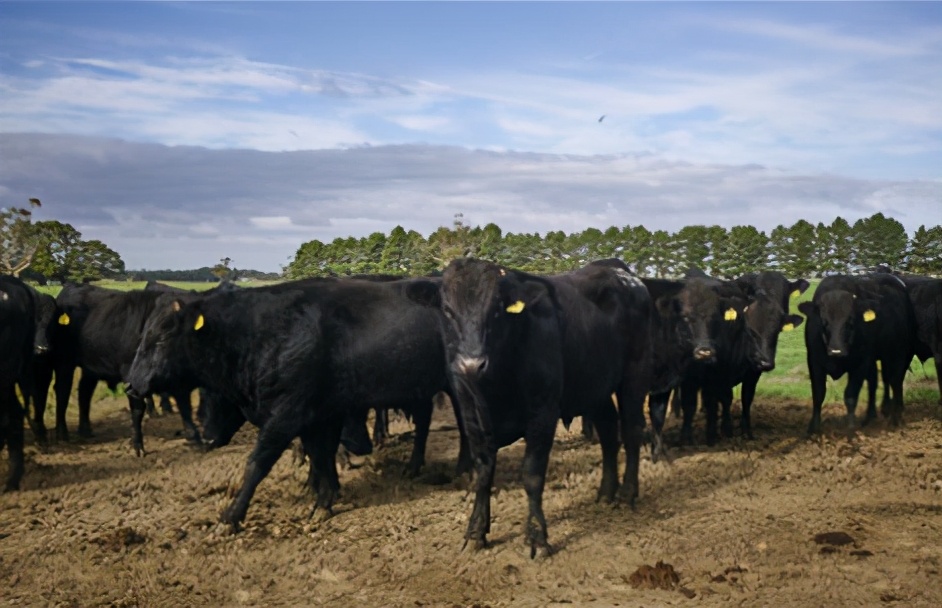 眼看情況不太妙，澳洲又想對華施壓，澳部長：最終還是中國說了算