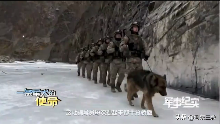 中印邊境沖突，表現神勇的軍犬叫毛毛，曾被印軍石頭砸傷