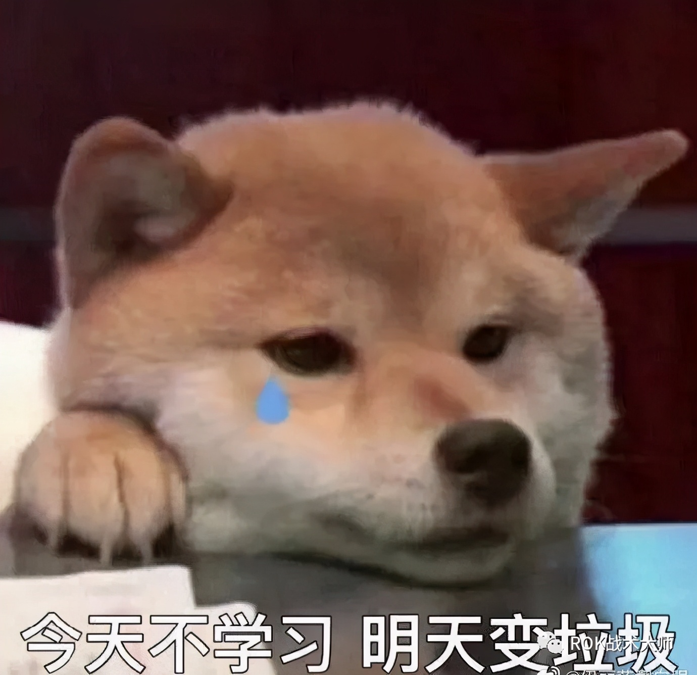 万国觉醒丨野战自带BGM？一场歌与剑的夏日嘉年华