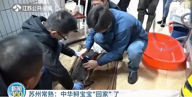 回家！五尾中华鲟宝宝被小心翼翼放归长江