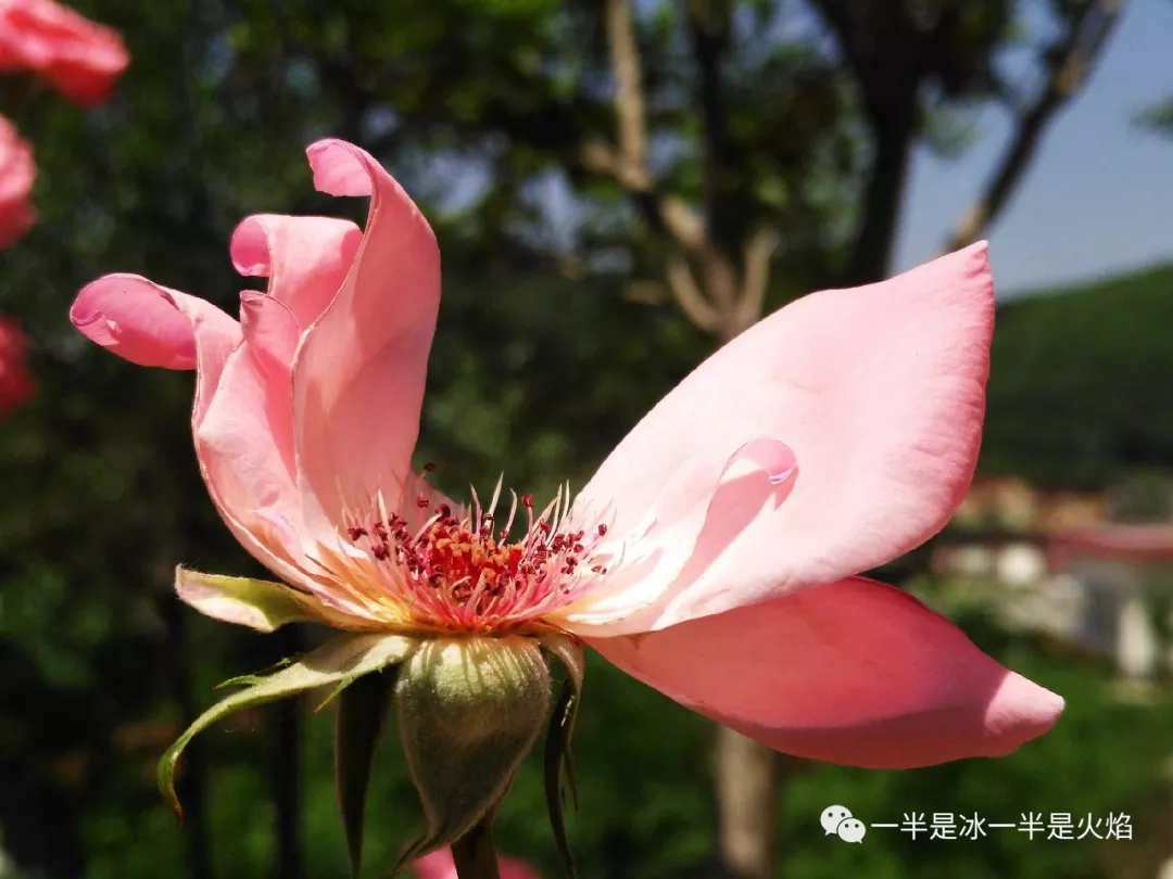 散文诗：夏天，夏至，夏安-第5张图片-诗句网