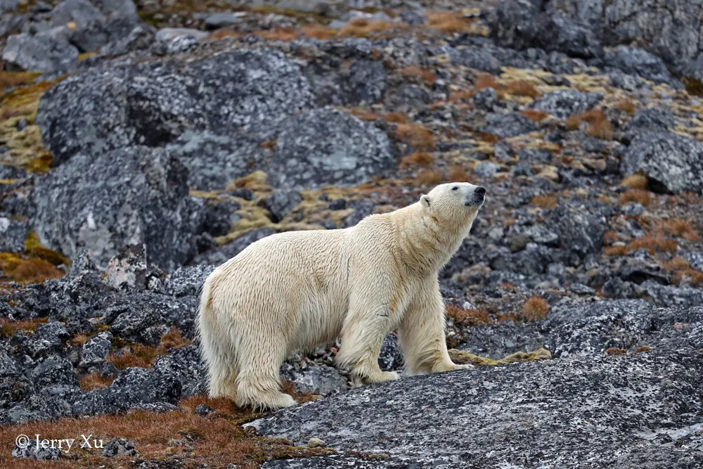 大师评图VOL.102 | 北极熊的生存挑战