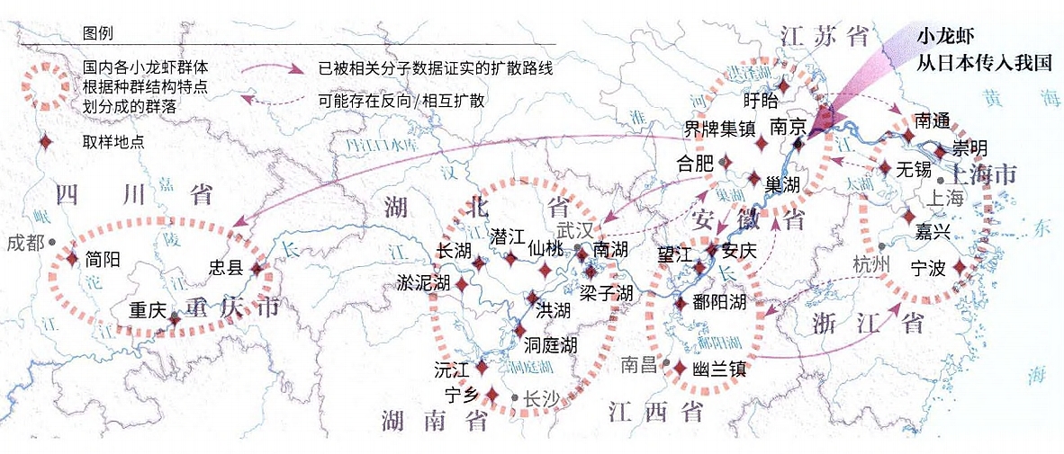 小龙虾沿长江扩散40年，已抵达川渝，“外来身份”引人担忧？