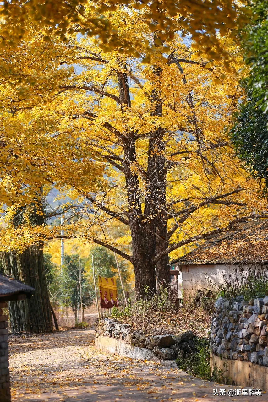 10 ancient towns with beautiful autumn colors, if you are tired, go to stay for a few days