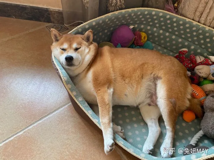 狗狗换了新主人后，会觉得伤心吗？