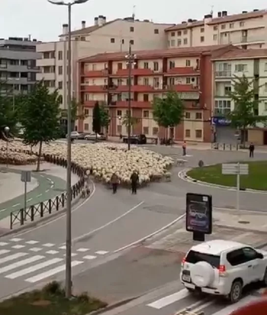 蒙古国送中国的3万只羊浩浩荡荡抵达北京？真相其实是这样的