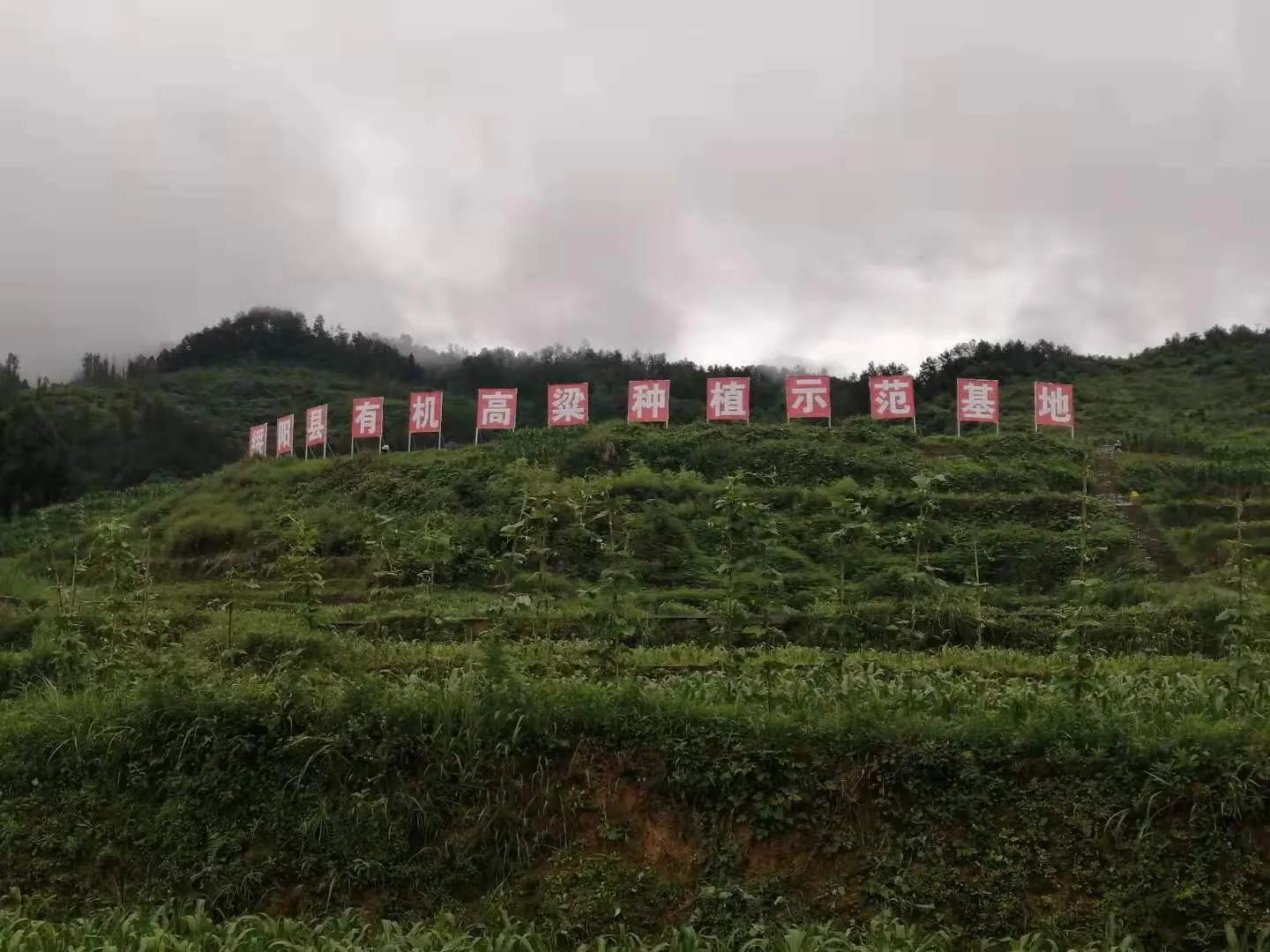 酱酒品质源自高粱种植源头 保证仁怀产区高质量发展