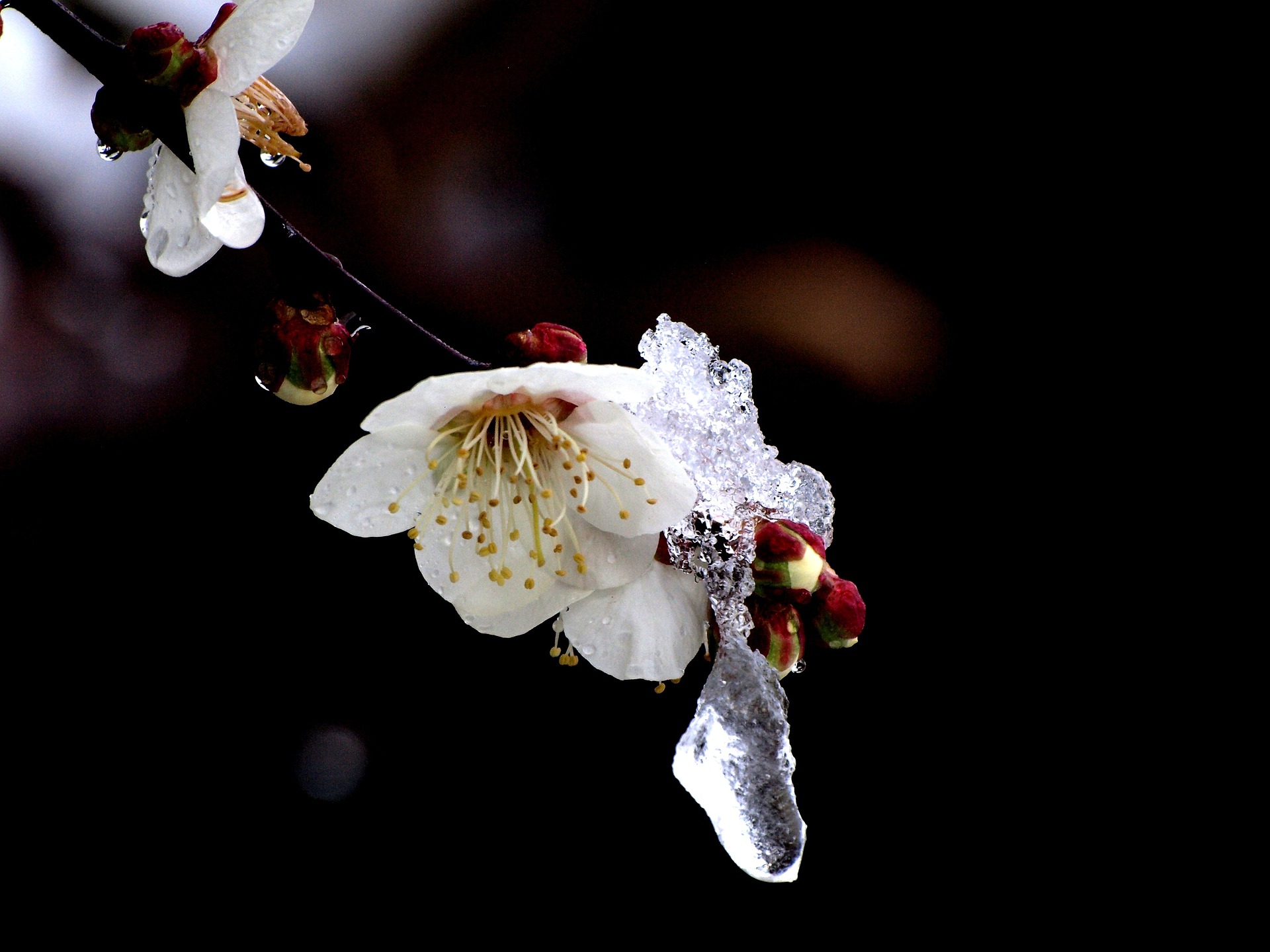 王安石的一首集句诗《梅花》，我的孤独，唯有春风能知-第4张图片-诗句网