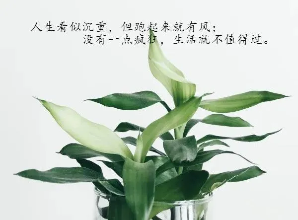 关于人生感悟的句子（人生哲理的句子经典） 第1张