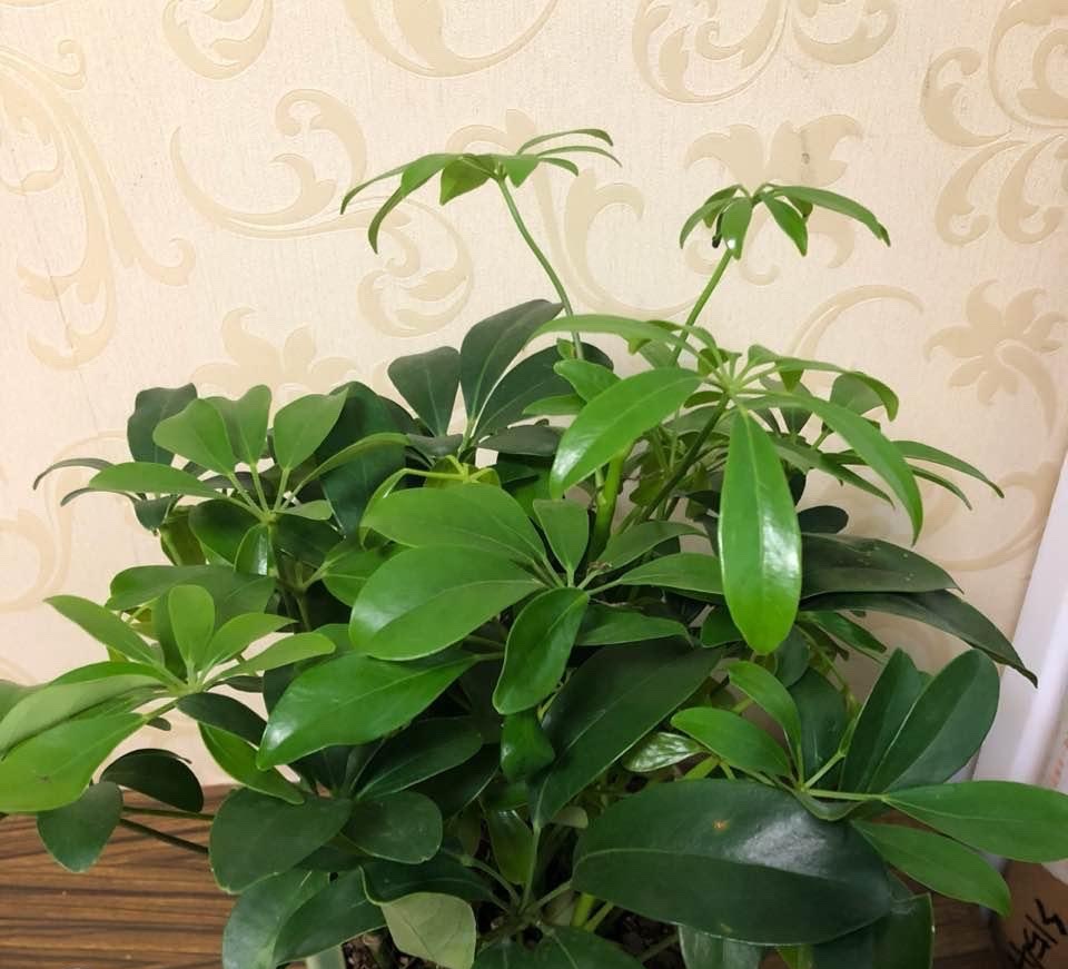 鴨腳木怎麼養 記住2點 葉色濃綠枝葉繁茂觀賞價值高 小雅在陽台 Mdeditor