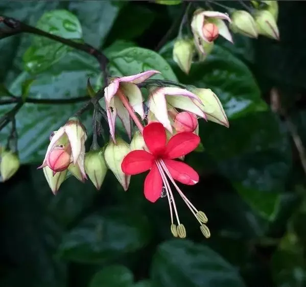 160種· 奇花異草，絕對有你沒見過的！ 「下部分」