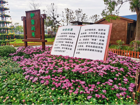 湖北省蔡甸区：金秋菊展 秋天最美的风景
