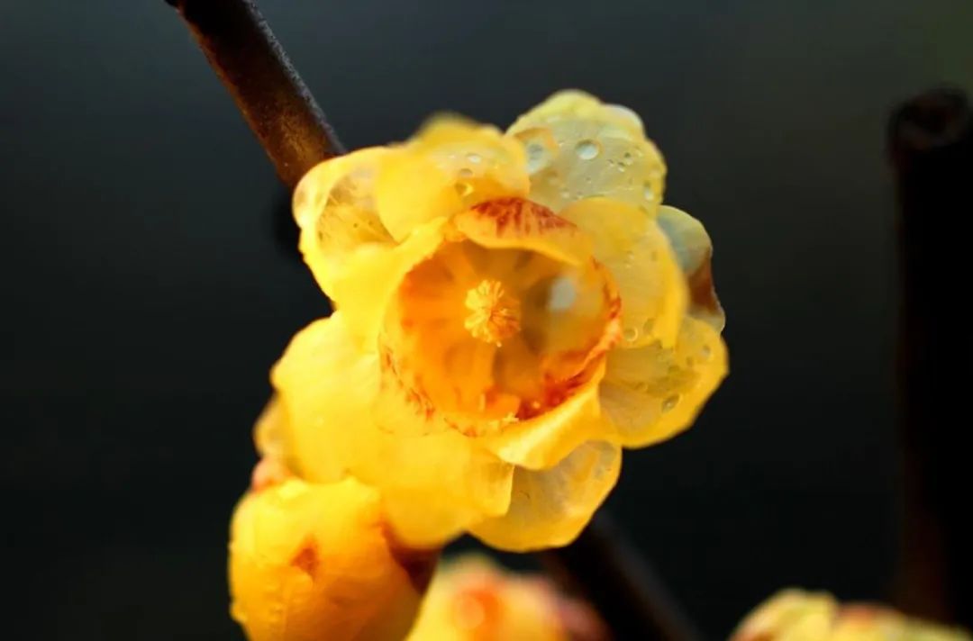 冬至之花—腊梅，斗寒傲霜，一股清香-第9张图片-诗句网
