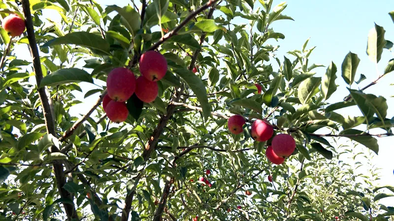 六十七团的香妃海棠红了