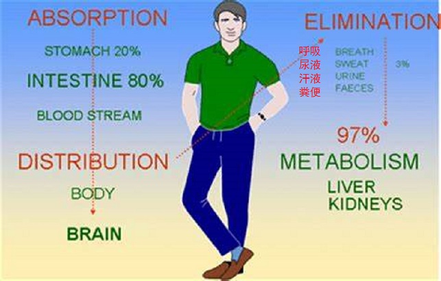 酒量大小天注定？ 喝酒前吃個饅頭就能多喝幾杯是怎麼回事？
