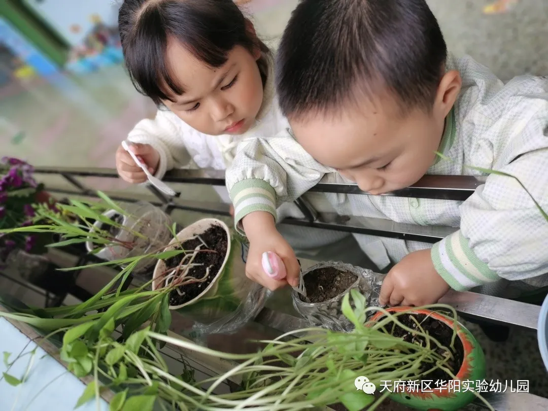 苏醒的种子 萌动的春天丨天府新区华阳实验幼儿园植物育成记